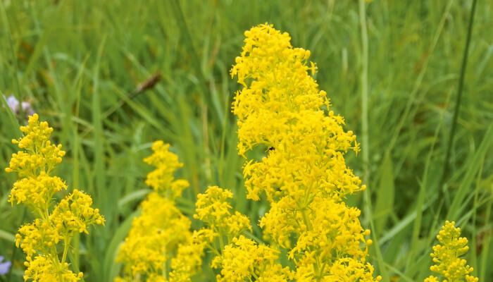 Labkraut_Bluehend_ubersicht